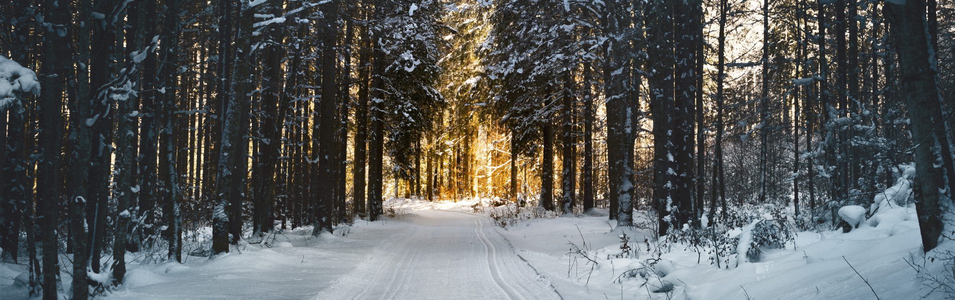 Een weg door het bos in het winter seizoen. Seasonal affective disorder - YPC