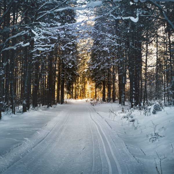 Een weg door het bos in het winter seizoen. Seasonal affective disorder - YPC